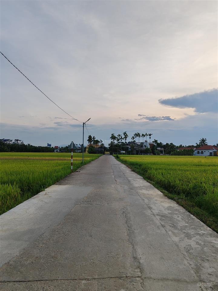 Bán lô đất view lúa trực diện  cẩm thanh