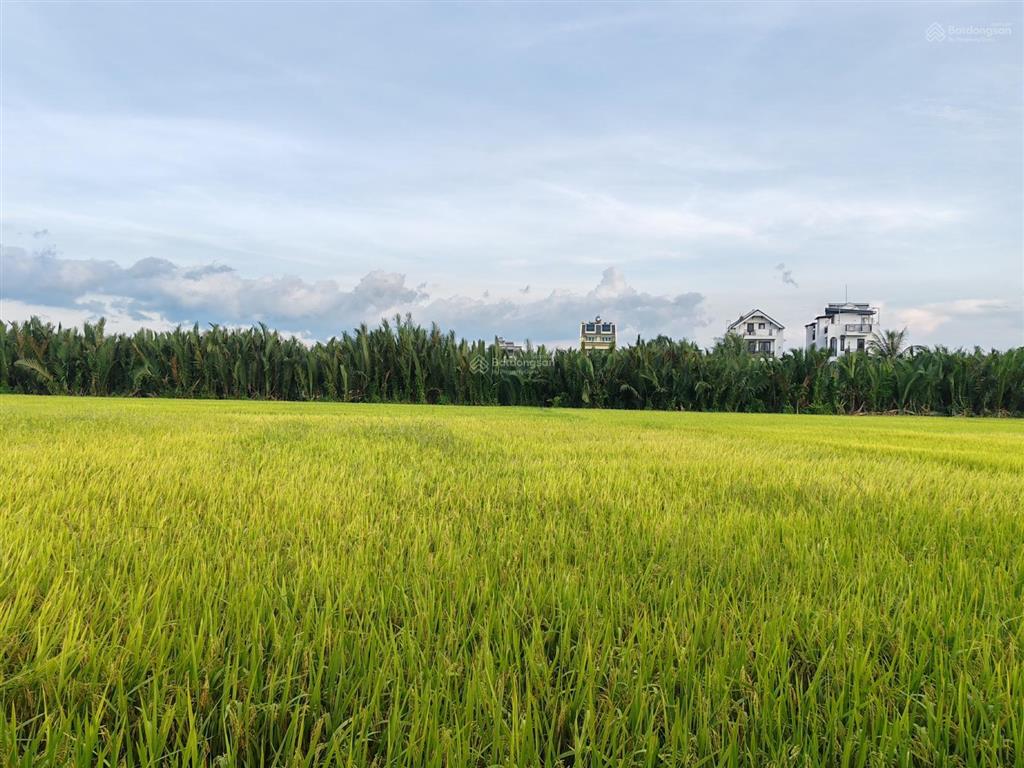Bán lô đất view lúa trực diện  cẩm thanh
