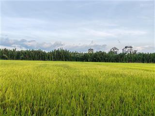Bán lô đất view lúa trực diện  cẩm thanh