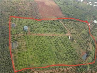 6,4ha sr + chanh không hạt, thế đất bằng thoải, cách nhựa 30m