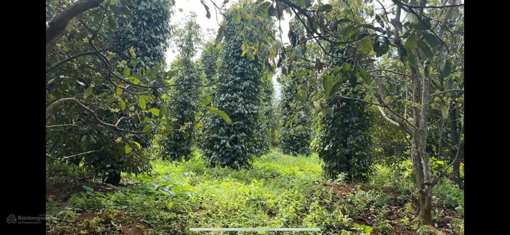 Rẫy view hồ tự nhiên giá rẻ, nguồn thu mạnh, oto vào tận nơi, đông dân cư