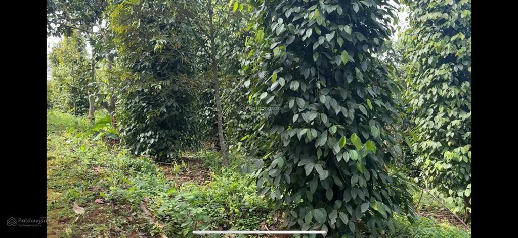 Rẫy view hồ tự nhiên giá rẻ, nguồn thu mạnh, oto vào tận nơi, đông dân cư