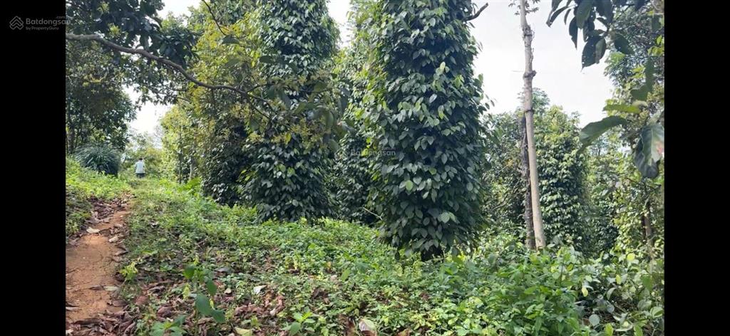 Rẫy view hồ tự nhiên giá rẻ, nguồn thu mạnh, oto vào tận nơi, đông dân cư