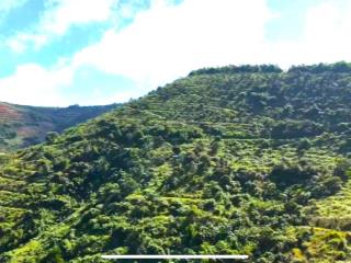 Cho thuê 30ha đất đỏ bazan, nhà cửa điện nước đầy đủ, đường nhựa tại đắk nông