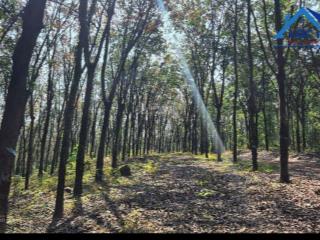 Bán đất tại xã tân mỹ huyện bắc tân uyên bình dương 58000m2 giá 63,9 tỷ