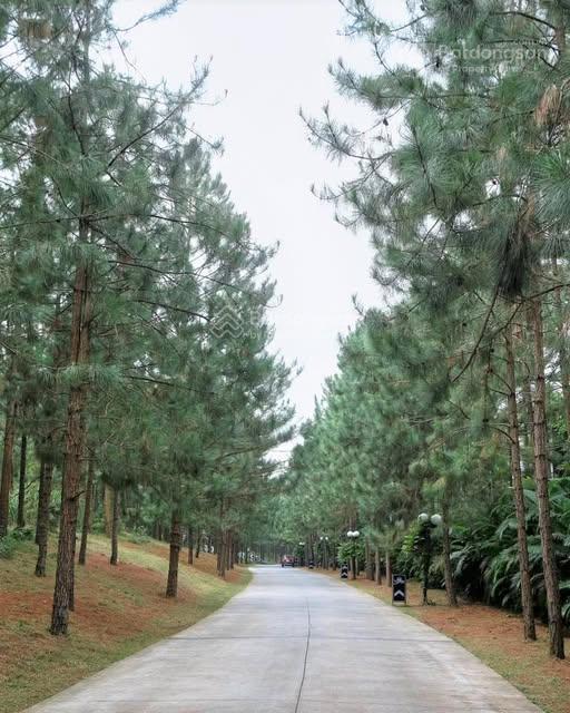 Quỹ căn biệt thự thô và hoàn thiện flamingo đại lải view hồ, nghỉ dưỡng hoàn hảo liên tục cập nhật