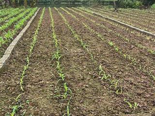 Rẻ nhất huyện phù cừ hơn 800tr sở hữu 146,7m2 tại tân tiên phù cư hưng yên