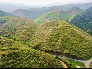 Chính chủ bán đất vườn cà phê, cách ql20  8km, đường nhựa vào tới đất, 305m mặt tiền bao trọn đồi
