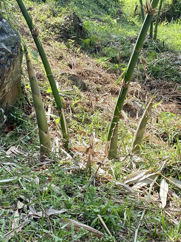 Chào bán lô đất sát hồ nghinh, 105m2, hướng đông, giá 13,5 tỷ
