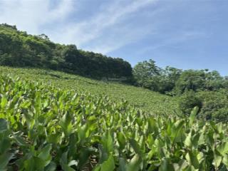 Chỉ 900 triệu sở hữu 3600m2 đất rừng sản xuất, đất bìa xanh tại thôn bắt còn chèm xã khánh thượng