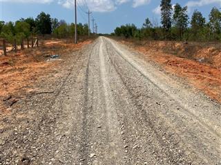 Bán đất đường sỏi cách ql1a. đất trồng cây lâu năm gần khu dân cư