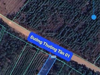 Bán đất đường thường tân 01,bắc tân uyên,dt 10,5x92=975m2,470m2 tc,đường đất 8m,điện 3p.