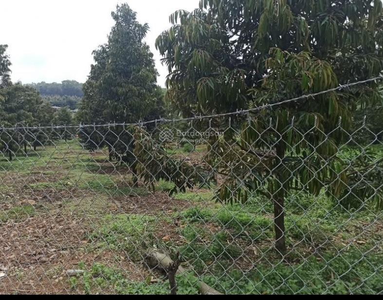 Tôi cần bán 2 lô đất diện tích 400 m2 có 200 mét thổ cư, sổ hồng riêng, ngay khu dân cư