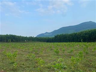 Đất làm trang trại 10.000m2 đất cây lâu năm 2 mặt kiệt vuông vắn ngang 104m.