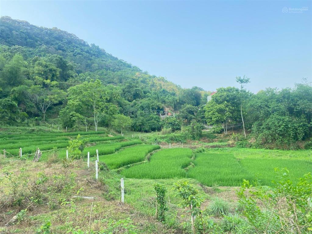 View đỉnh cao ruộng bậc thang tây bắc cách hn 40km 8 tỷ, 989m2 400m2 thổ cư,  0974 715 ***
