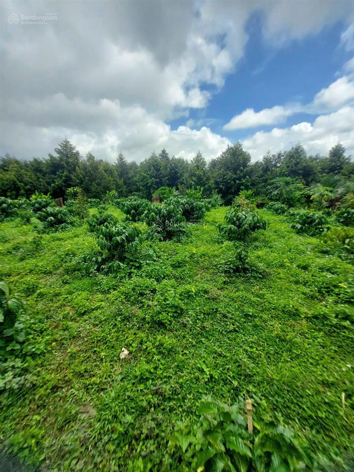 Bán gấp căn nhà mặt tiền phan huy ích, p3, tp bảo lộc có 65m2 mặt tiền, giá 6,9 tỷ