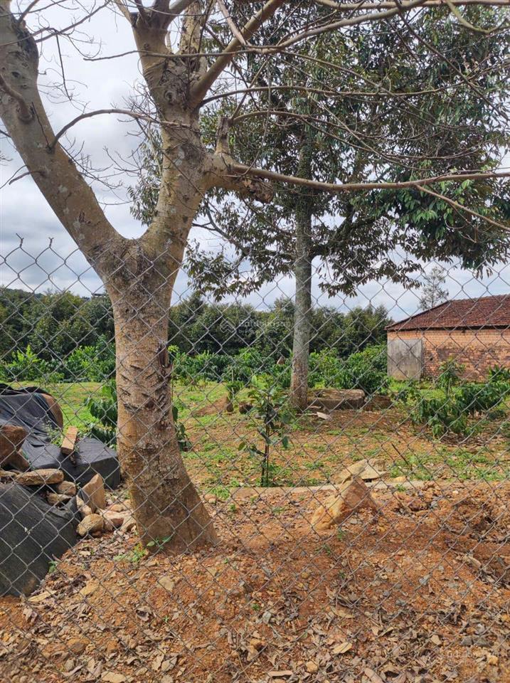 Bán gấp căn nhà mặt tiền phan huy ích, p3, tp bảo lộc có 65m2 mặt tiền, giá 6,9 tỷ