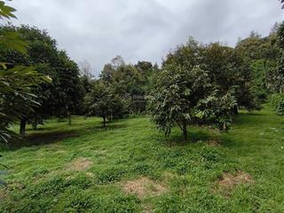 Bán gấp lô đất vườn trái cây siêu đẹp. giáp sông đại bình, 1 ha giá 9 tỷ, hợp làm khu nghỉ dưỡng