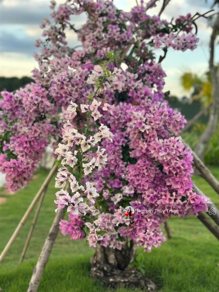 Bán biệt thự ven sông đầu tiên tại bình dương giá f0, đối diện trường đại học việt đức