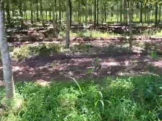 Chủ cần bán 1330,8m2 đất tại dầu tiếng, tp.hcm