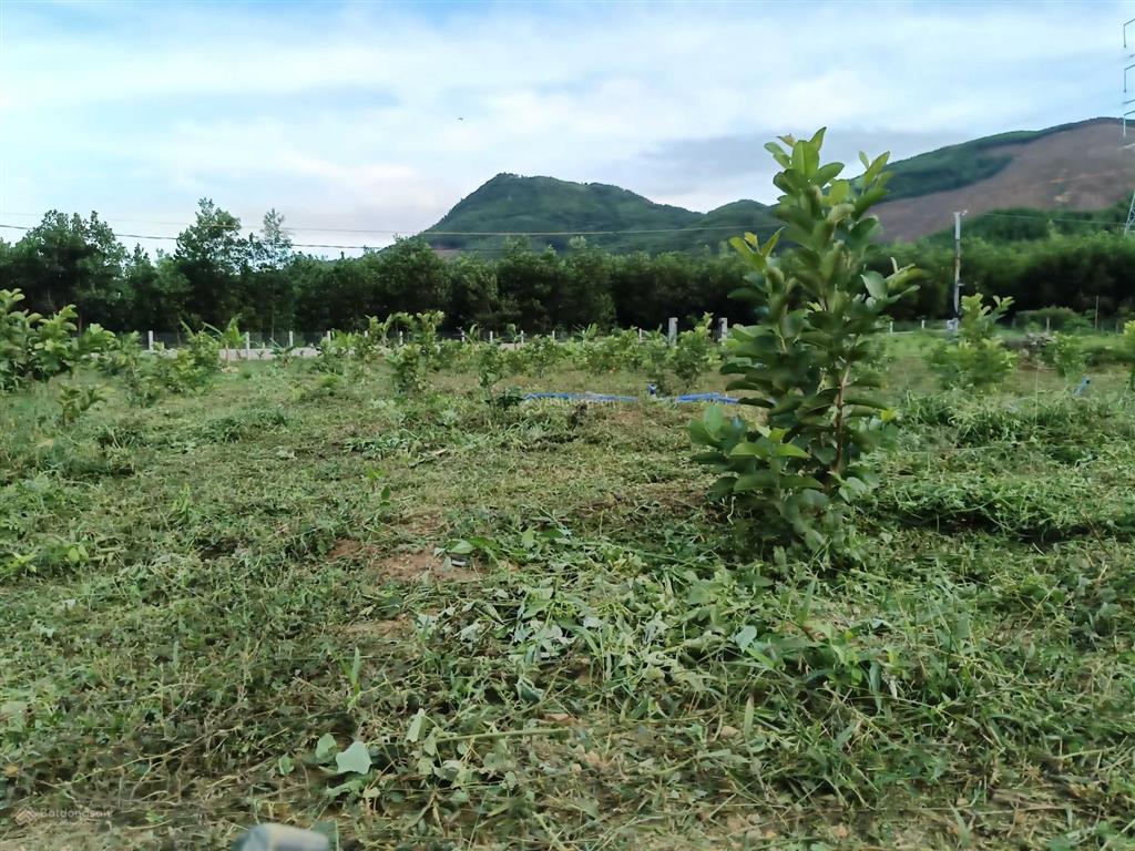 Đất đà nẵng gần khu thương mại tự do 1200m2 có 200m2 đất tại thôn trung nghĩa xã hòa ninh bà nà