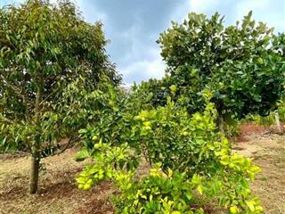 Bán nhà vườn chính chủ 4397.3m2 eatu, tp buôn ma thuột 5.5 tỷ,  0909 470 ***