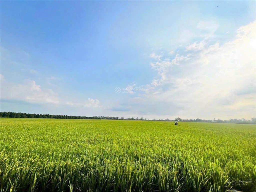 Cần bán 11.500m2 đất rất thích hợp lên vườn trồng mít và sầu riêng tại tháp mười