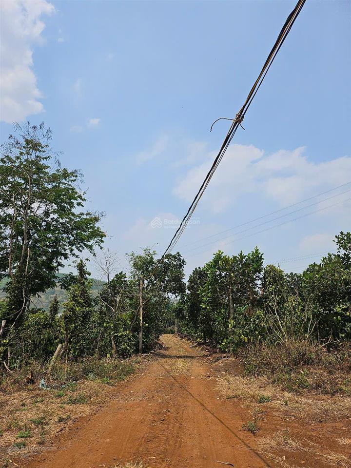 Cần bán 3ha đất vườn tiêu, cà phê, mít đang thu hoạch. cách tỉnh lộ 683 tầm 2km. bao giá