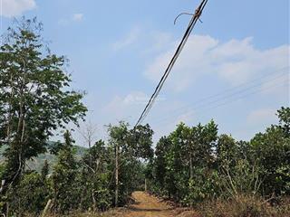 Cần bán 3ha đất vườn tiêu, cà phê, mít đang thu hoạch. cách tỉnh lộ 683 tầm 2km. bao giá