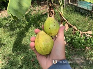 Bán gấp lô đất dân xây nhà diên tân(diên thọ) giá tốt
