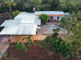 Nhà vườn đá bạc, châu đức. 5500m2, tc 300. lô góc đường nhựa