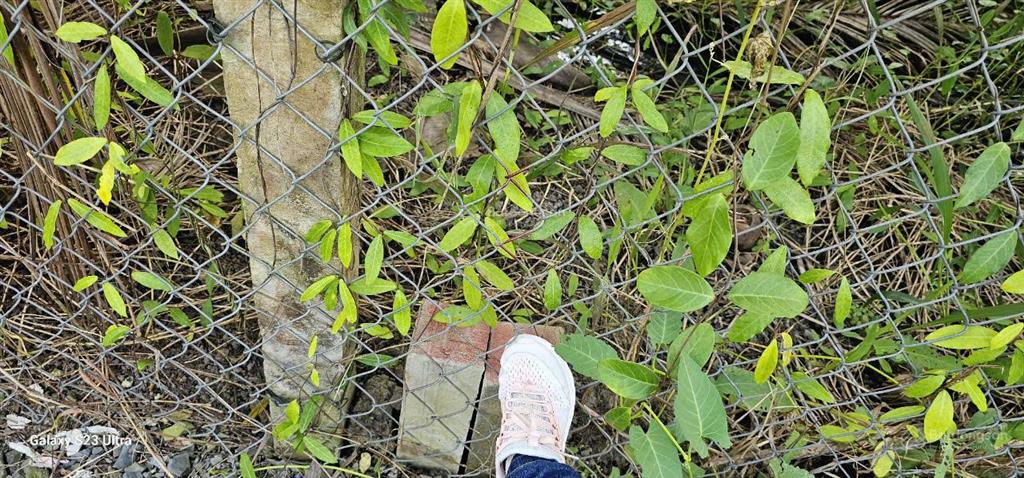 Bán gấp lô đất thổ cư giáp tân an, đang trồng dừa 3 năm thu hoạch, sổ đỏ sẵn