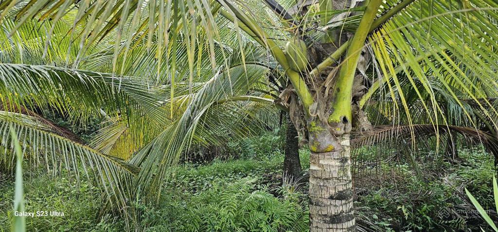 Bán gấp lô đất thổ cư giáp tân an, đang trồng dừa 3 năm thu hoạch, sổ đỏ sẵn