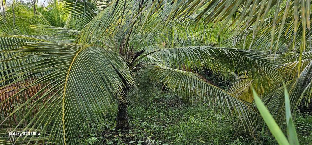 Bán gấp lô đất thổ cư giáp tân an, đang trồng dừa 3 năm thu hoạch, sổ đỏ sẵn