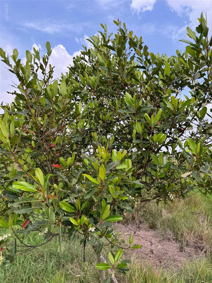 Bán nhanh đất xã tân thạnh tây, diện tích 4.205 m2, giá 9 tỷ đồng (giảm 1 tỷ đồng)