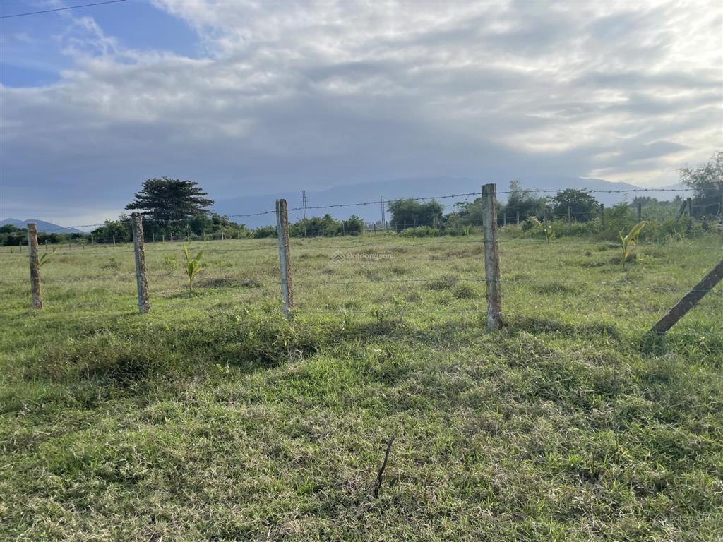 2508,1m2 đất cây lâu năm view sông ninh phụng phù hợp làm nông nghiệp  679 triệu