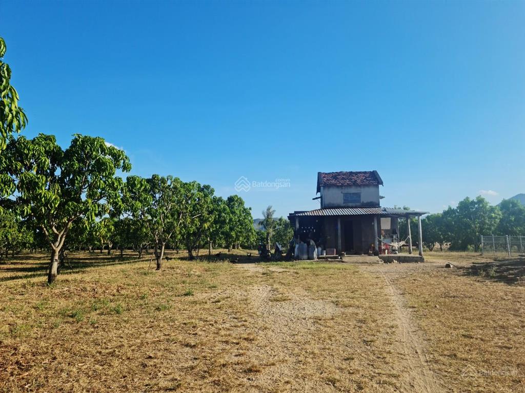 Bán trang trại xoài úc 14ha 10 năm tuổi tại ninh thuận có sẵn giếng và hệ thống tưới, giá bán nhanh