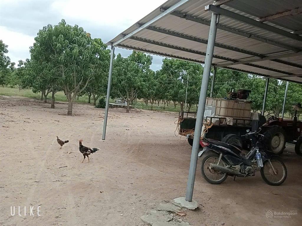 Đất trang trại xoài úc 8ha tại hòa sơn, ninh thuận