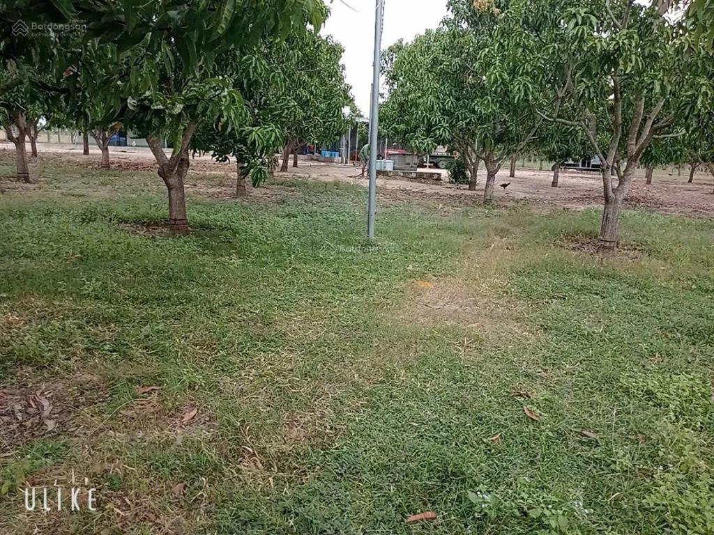 Đất trang trại xoài úc 8ha tại hòa sơn, ninh thuận