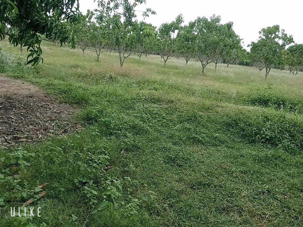 Đất trang trại xoài úc 8ha tại hòa sơn, ninh thuận