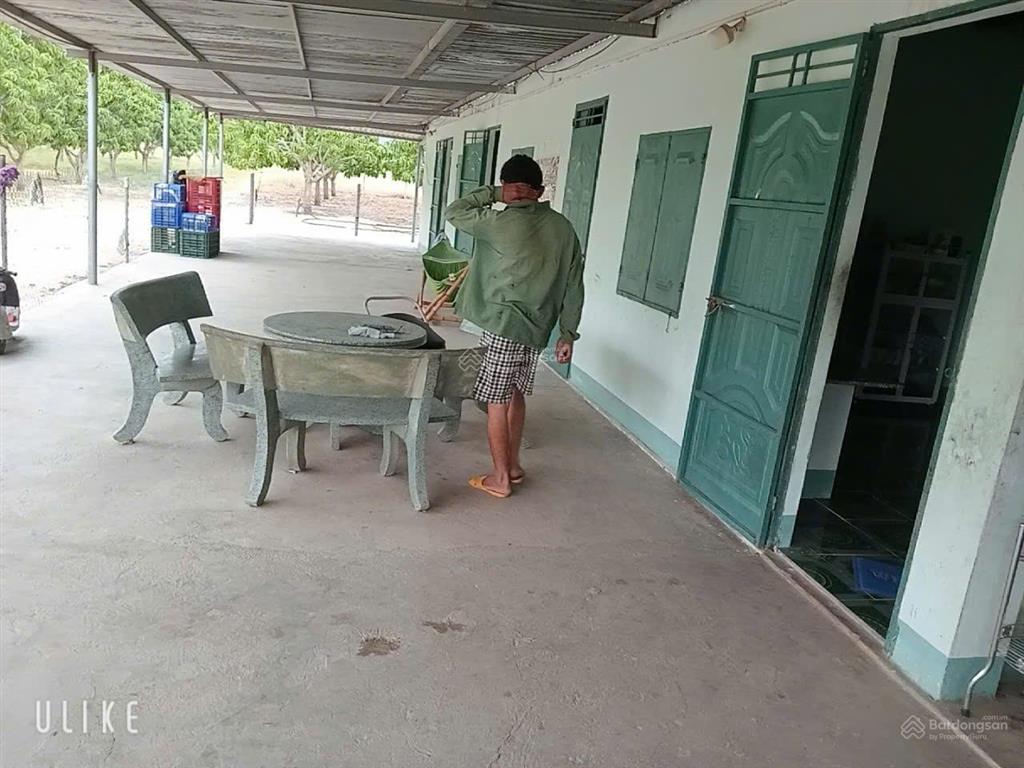 Đất trang trại xoài úc 8ha tại hòa sơn, ninh thuận