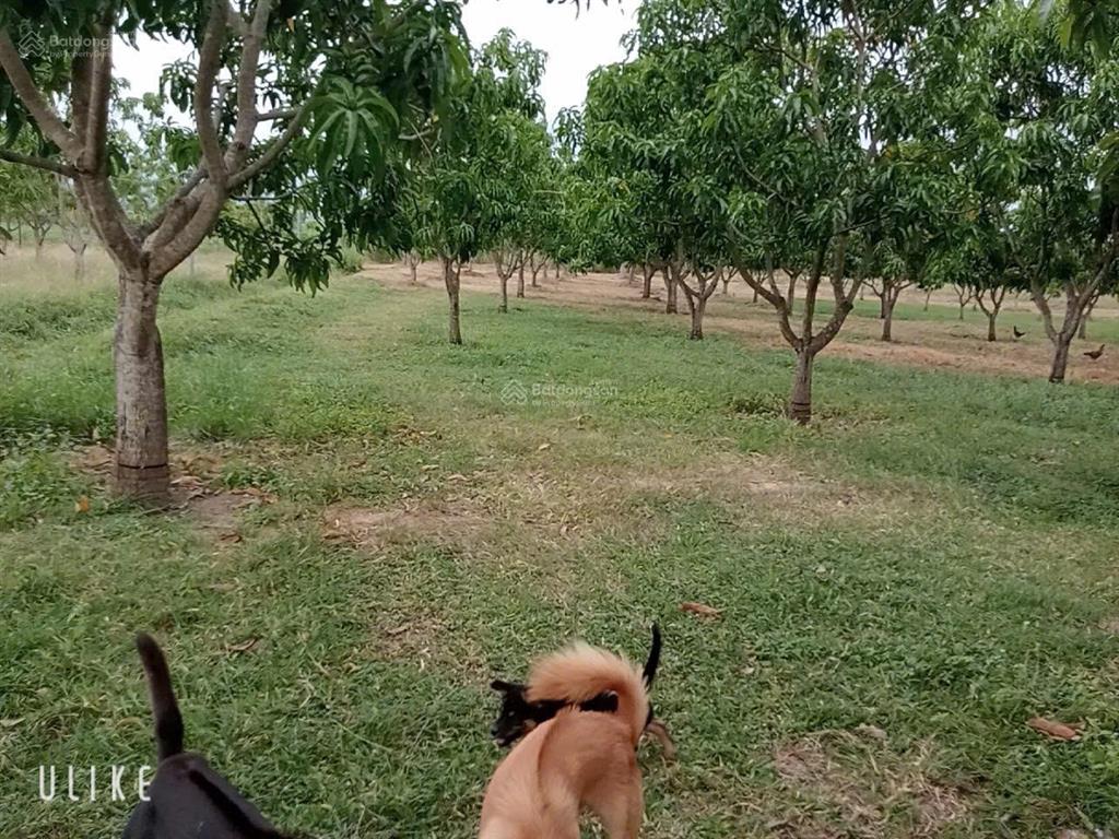 Đất trang trại xoài úc 8ha tại hòa sơn, ninh thuận