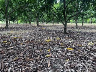 Đất chính chủ  bán hơn 4 sào đất trồng cây lâu năm tại cam hòa, cam lâm