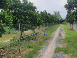 Bán vườn mít ruột đỏ 22.000m²(63m x 320m, đất lúa) đường đá xe ba gác, xã tân hội trung