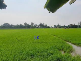 Bán đất lúa 6.500m² (35m x 185m) đường đá xe ba gác, xã tân nghĩa, h cao lãnh