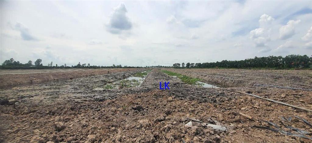 Bán đất lúa đã lên líp chưa canh tác 13.000m² (mặt tiền 20m, nở hậu l) đường đá xe ba gác