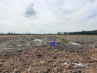 Bán đất lúa đã lên líp chưa canh tác 13.000m² (mặt tiền 20m, nở hậu l) đường đá xe ba gác