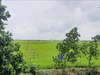 Bán đất lúa 36.000m² (mặt tiền 100m, nở hậu) đường đá xe ba gác, xã ba sao