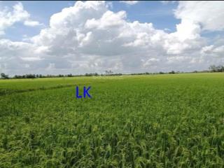 Bán 190 công (2 mặt tiền, đất lúa) đường nhựa 3.5m, xã hưng thạnh, đồng tháp