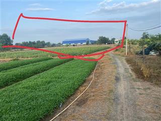1180m2  đường xe 3, gác cách xe hơi 100m. mỹ yên bến lức. long an. 1,910 tỷ